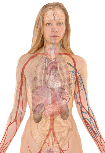 Anatomía de la mujer