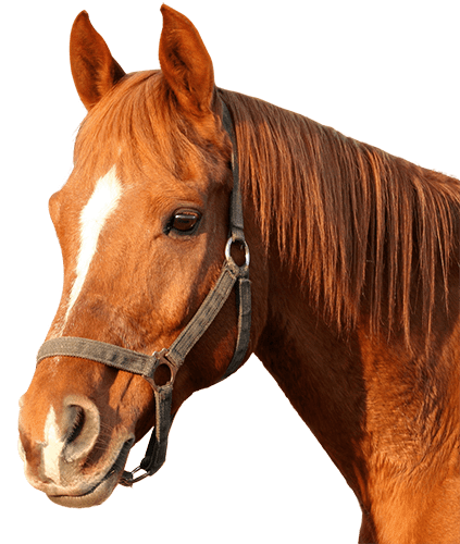 Cabeza de caballo alazán