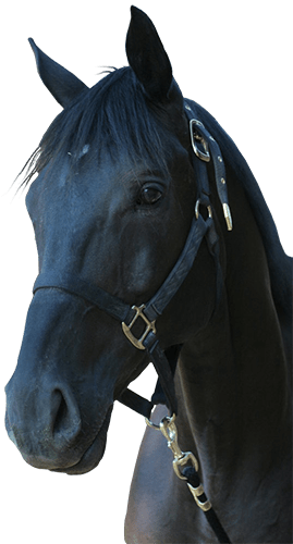 Cabeza de caballo negro
