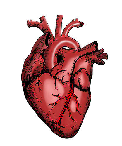 Corazón humano