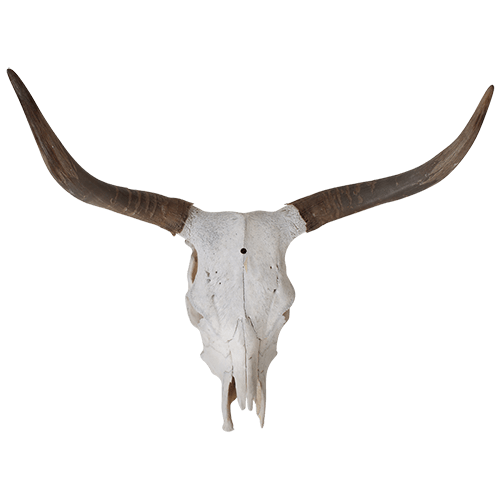 Cráneo de toro de cuerno largo de Texas