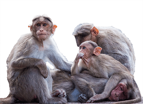 Familia mono