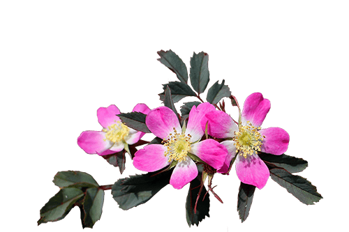 Flores colores