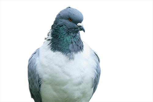 Paloma