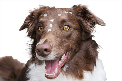 Perro Border Collie
