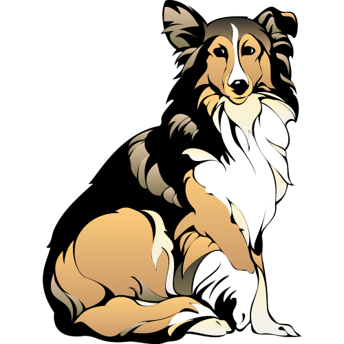 Rough Collie perro
