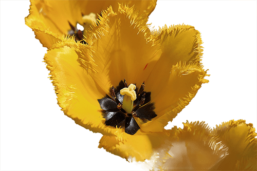Tulipanes amarillos