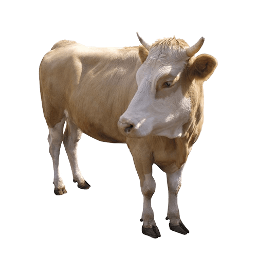 Vaca lechera