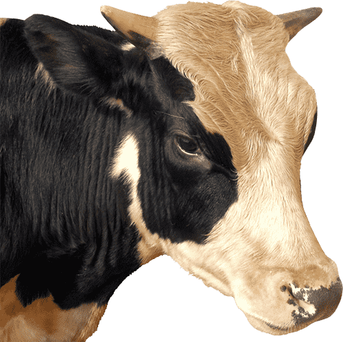 Vaca raza de leche