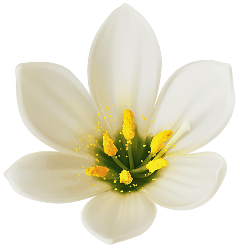 Flor blanca con amarillo