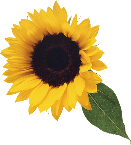 Girasol