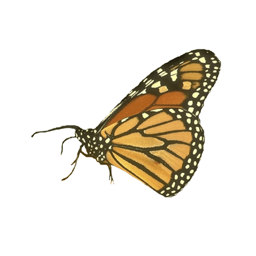 mariposa amarilla naranjaa-min-a8a93440