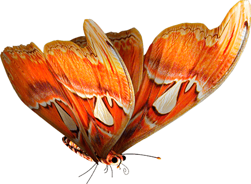 mariposa naranja