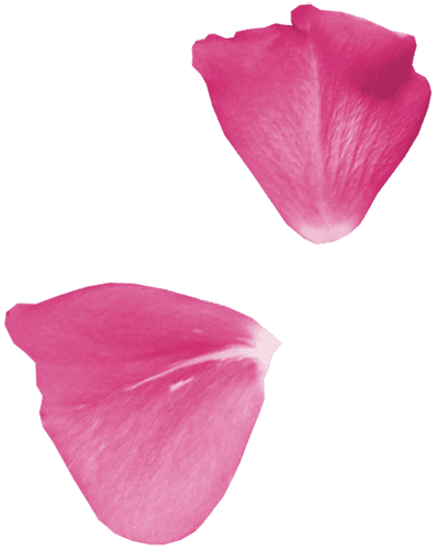 Petalos rosados